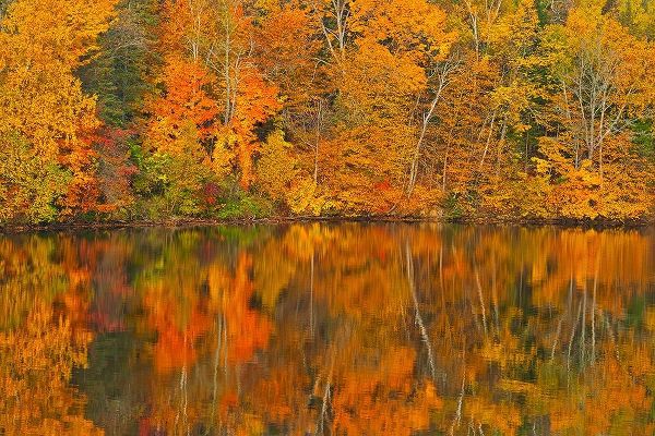 Canada-New Brunswick-Mactaquac Autumn forest reflected in Saint John River